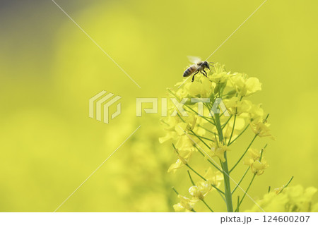 菜の花畑で蜜集めをするミツバチ 菜の花畑で蜜集めをするミツバチ 124600207