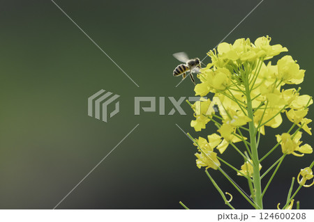 菜の花畑で蜜集めをするミツバチ 菜の花畑で蜜集めをするミツバチ 124600208