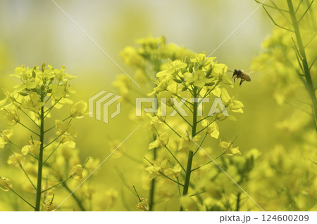 菜の花畑で蜜集めをするミツバチ 菜の花畑で蜜集めをするミツバチ 124600209