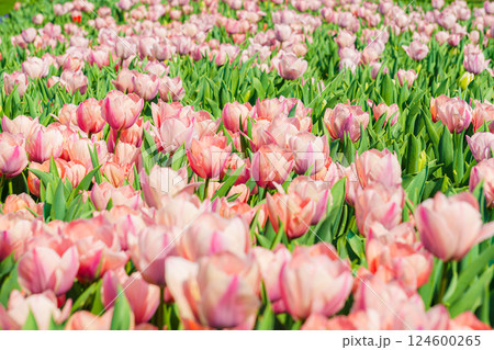 春に咲くピンクのチューリップ畑 一面に広がる花の風景と季節の背景 春に咲くピンクのチューリップ畑 一面に広がる花の風景と季節の背景 124600265