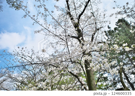 公園に咲く桜の花 124600335