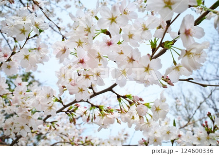 公園に咲く桜の花 公園に咲く桜の花 124600336