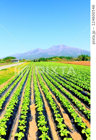 5月の浅間山　　　信州の山々　　　信州の自然 124600546