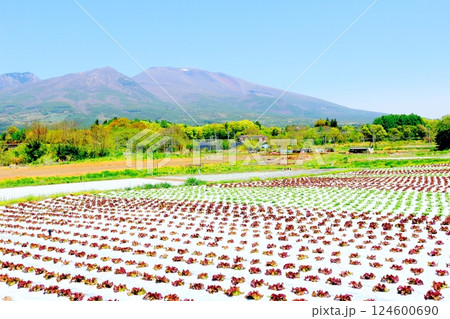5月の浅間山 信州の山々 信州の自然 5月の浅間山 信州の山々 信州の自然 124600690