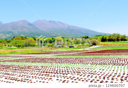 5月の浅間山　　　信州の山々　　　信州の自然 124600707