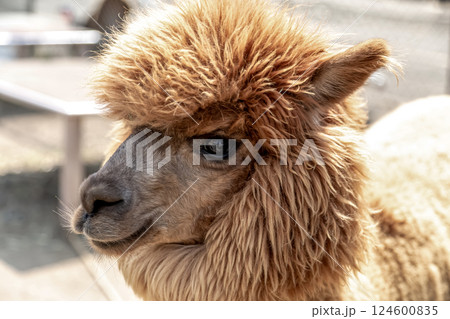 唇が器用に動くアルパカ（羊駄）【ラクダ科】 124600835