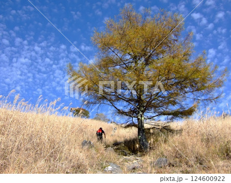 乾徳山の登山道で見た鱗雲 乾徳山の登山道で見た鱗雲 124600922
