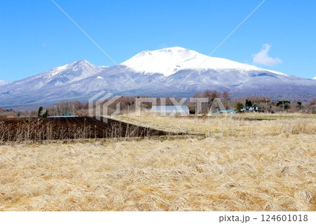 3月の冠雪の浅間山 信州の山々 信州の自然 3月の冠雪の浅間山 信州の山々 信州の自然 124601018