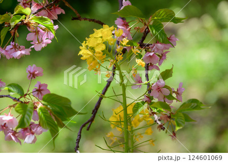 桜と菜の花のクローズアップ写真 桜と菜の花のクローズアップ写真 124601069