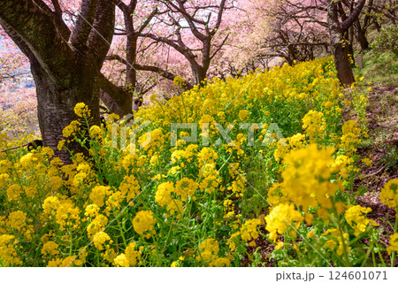 菜の花と河津桜の風景 124601071