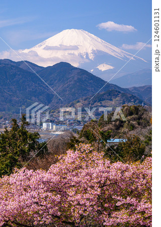 河津桜咲く松田山から望む富士山 124601131
