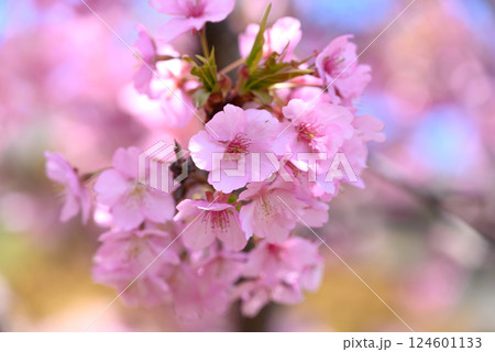 美しい河津桜のクローズアップ写真 124601133