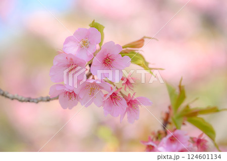 美しい河津桜のクローズアップ写真 124601134