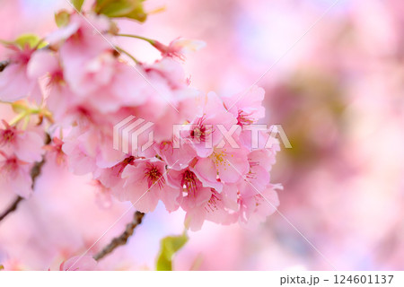 美しい河津桜のクローズアップ写真 124601137