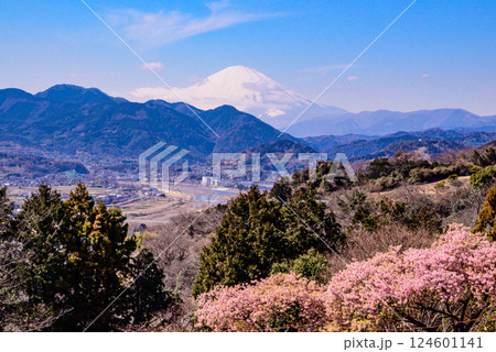 河津桜咲く松田山から望む富士山 河津桜咲く松田山から望む富士山 124601141