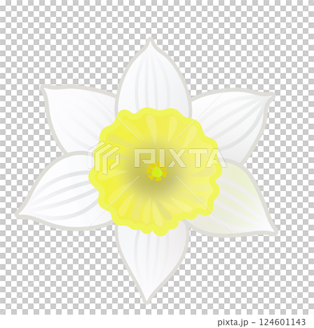 Daffodil illustration Daffodil illustration 124601143
