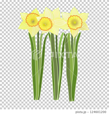 水仙花的插圖 124601200