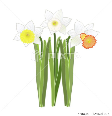 ラッパズイセンのイラスト 124601207