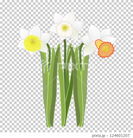水仙花的插圖 水仙花的插圖 124601207