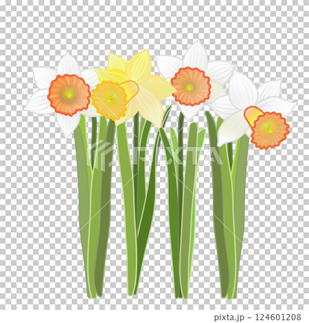 水仙花的插圖 水仙花的插圖 124601208