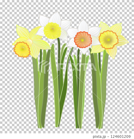 水仙花的插圖 水仙花的插圖 124601209