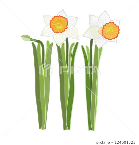 ラッパズイセンのイラスト 124601323