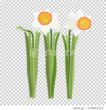 ラッパズイセンのイラスト 124601323