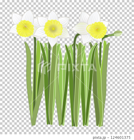 Daffodil illustration 124601375