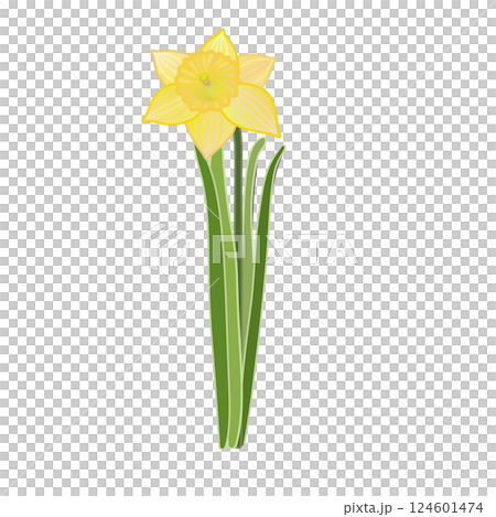 Daffodil illustration 124601474
