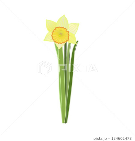 ラッパズイセンのイラスト 124601478