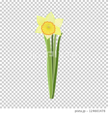 ラッパズイセンのイラスト 124601478