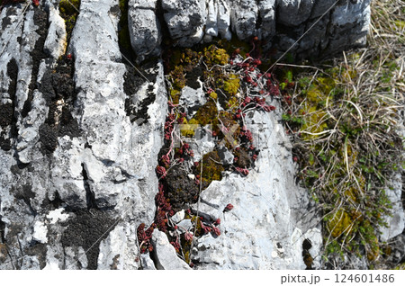 Various rock formations close up. Walk in the mountains. Close-up 124601486
