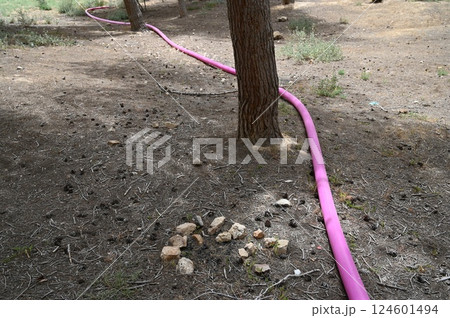 Pink plastic pipes with water for irrigation are laid on the surface of the earth on the grass in the forest. Protection of Nature. High quality photo Pink plastic pipes with water for irrigation are laid on the surface of the earth on the grass in the forest. Protection of Nature. High quality photo 124601494