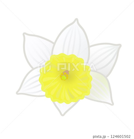 ラッパズイセンのイラスト 124601502