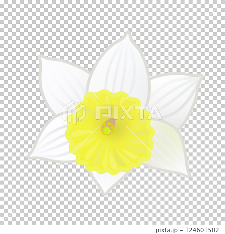 ラッパズイセンのイラスト 124601502