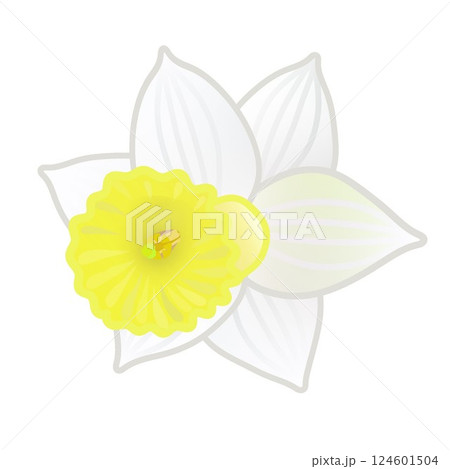 ラッパズイセンのイラスト 124601504