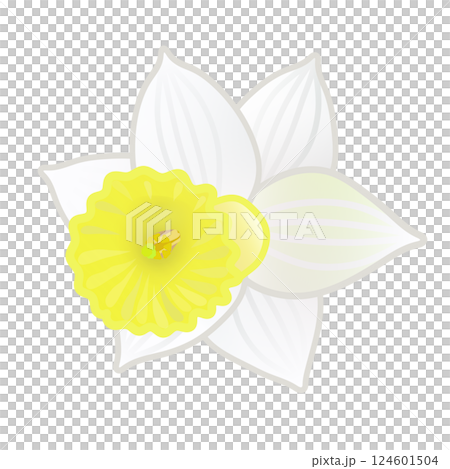 ラッパズイセンのイラスト 124601504