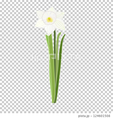 Daffodil illustration Daffodil illustration 124601508