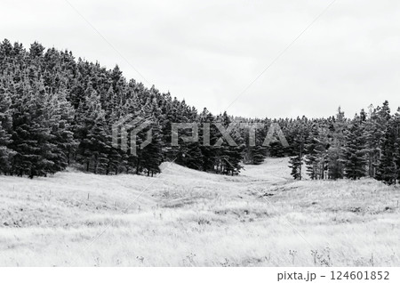 landscape with a forest in the mountains landscape with a forest in the mountains 124601852