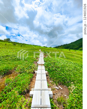 夏の火打山・妙高山登山(黒沢池~富士見平分岐) 夏の火打山・妙高山登山(黒沢池~富士見平分岐) 124601926