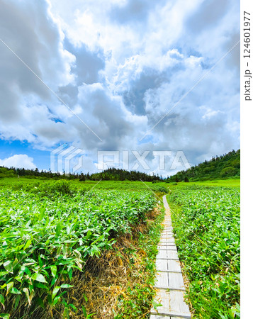 夏の火打山・妙高山登山（黒沢池～富士見平分岐） 124601977
