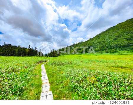 夏の火打山・妙高山登山（黒沢池～富士見平分岐） 124601981