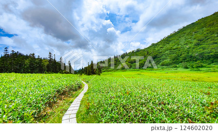 夏の火打山・妙高山登山（黒沢池～富士見平分岐） 124602020