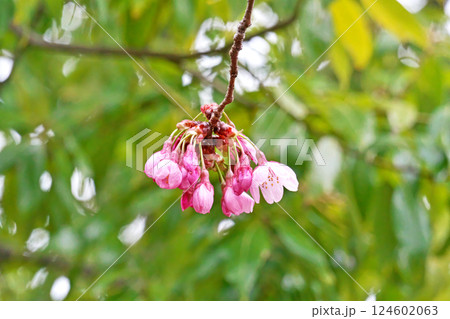 もう咲きそうなピンク色の陽光桜の花（春、三月） 124602063