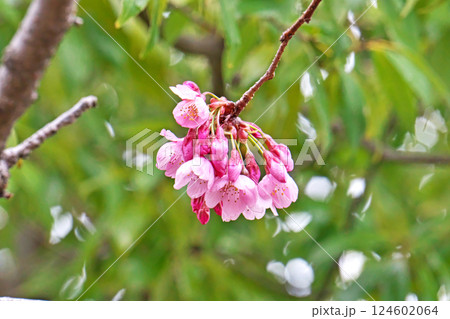 もう咲きそうなピンク色の陽光桜の花(春、三月) もう咲きそうなピンク色の陽光桜の花(春、三月) 124602064