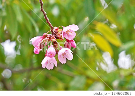 もう咲きそうなピンク色の陽光桜の花(春、三月) もう咲きそうなピンク色の陽光桜の花(春、三月) 124602065