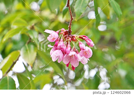 もう咲きそうなピンク色の陽光桜の花（春、三月） 124602066
