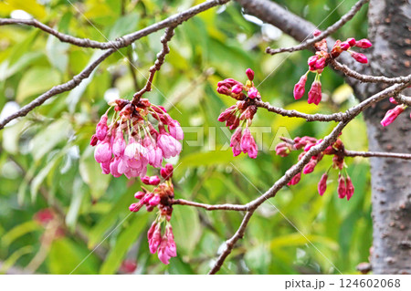 もう咲きそうなピンク色の陽光桜の花（春、三月） 124602068