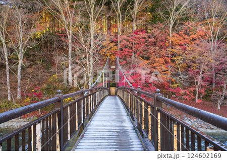 初霜と紅葉、塩原温泉郷「紅の吊橋」2021 初霜と紅葉、塩原温泉郷「紅の吊橋」2021 124602169