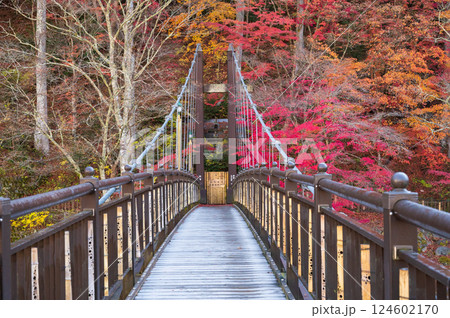 初霜と紅葉、塩原温泉郷「紅の吊橋」2021 124602170